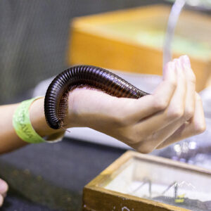 Etično ravnanje z eksotičnimi živalmi.